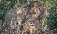 Escándalo en Kenia por pareja de ‘leones gays’: piden que vayan a terapia