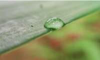  Carátula del boletín Clima y Salud.