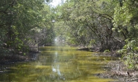 Ciénaga Grande de Santa Marta.