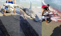 Tiburón martillo capturado en las playas de Santa Verónica.