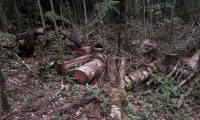 Preocupación tala de bosque primario en jurisdicción de la Sierra Nevada de Santa Marta.