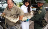 Caimán capturado por Policía Ambiental