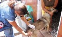 Inician campaña para vacunar a perros y gatos en el Magdalena. 