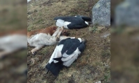 Cóndores muertos en San Pedro de la Sierra.