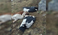 Cóndores muertos en San Pedro de la Sierra. 
