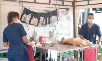 Las mascotas fueron atendidas en la Unidad de Esterilización Móvil.