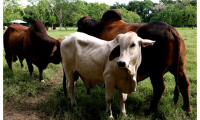 La movilización de los bovinos ubicados en las veredas mencionadas se permite, siempre y cuando los animales hayan sido vacunados 15 días antes de la fecha de movilización.