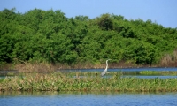 Ciénaga Grande de Santa Marta.