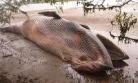 Ballena jorobada apareció muerta en bahía de Buenaventura.
