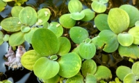 La “Lechuga de agua”, cuyo nombre científico es Pistia stratoites, es una planta que flota en las zonas costeras del Magdalena.