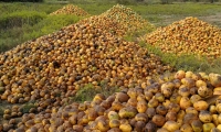 En cerros apilados está la producción de mango de varias fincas de Ciénaga y Zona Bananera.