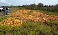 Aspecto de las visitas a las zonas donde, por sobreproducción, se está botando el mango.