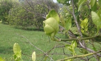 Plantación de cítricos con síntoma de HLB, como referencia.