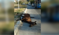 Caballo muerto en la vía alterna al puerto.