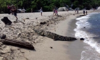 Caimán aguja en las playas del Parque Tayrona