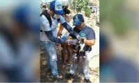 Los animales callejeros también están siendo censados y vacunados, con la ayuda de voluntarios animalistas.