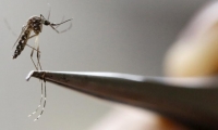 El mosquito Aedes aegypti es el principal transmisor del dengue. 