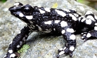 rana arlequin de la noche estrellada