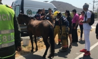El caballo fue atropellado por un taxi y murió debido a las graves heridas. 