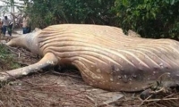 Ballena jorobada encontrada en la selva amazónica.