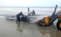 Trabajos de remolque del cuerpo sin vida de una ballena en la orilla de la playa de Tongoy, en la norteña región de Coquimbo (Chile). 