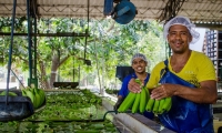 El IV Foro Bananero será un espacio de análisis de la cadena productiva del banano.