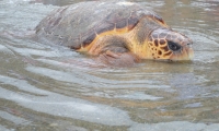 Liberarán en Pozos Colorados tortugas nacidas en cautiverio 