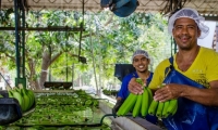 En el Magdalena y La Guajira se generan 15.000 empleos directos y 35.000 indirectos en el sector bananero.