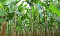 El banano ocupa el tercer renglón de las exportaciones del sector agrario en Colombia.