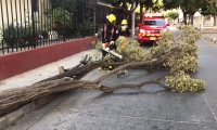 Las brisas que se presentan por estos días han causado la caída de más de una decena de árboles.