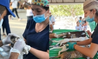 Esterilización de perros y gatos en Santa Marta