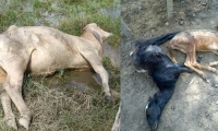 Animales ahogados en El Retén.