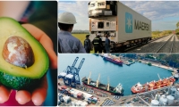 La carga de aguacate Hass fue transportada en contenedores refrigerados.