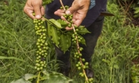 El objetivo de la reunión es presentar trabajos de investigación para contribuir a la solución de los problemas generados por las moscas de la fruta en el continente americano.