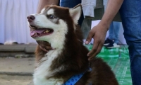 Las mascotas podrán salir de sus casas una vez al día para hacer sus necesidades.