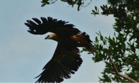 Una de las especies avistadas en el Santuario.