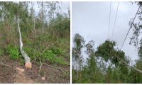 Árboles caídos por tala de dueños de fincas han ocasionado cortes de energía.