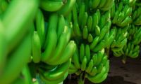 Cultivo de banano.