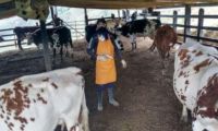 El ICA amplió ciclo de vacunación contra la fiebre aftosa y la brucelosis bovina en algunas partes del país.