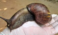 Caracol Africano