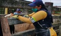 Arauca, Casanare y Guaviare, son los departamentos más sobresalientes en la inmunización contra fiebre aftosa.