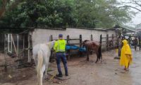 Caballo atendido y rescatado.