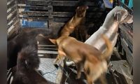 Los procesados habrían contratado una camioneta para recoger a los animales para una supuesta jornada de vacunación, desparasitación y adopción.