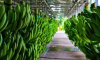 Los líderes gremiales se desplazarán a Berlín para participar en la feria “Fruit Logística” que se realizará del 5 y el 7 de abril.