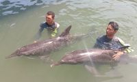 delfines rescatados 