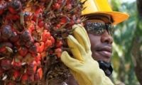 La producción de aceite de palma continúa atendiendo de manera oportuna la demanda local e internacional.