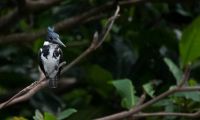 Fauna y flora colombiana