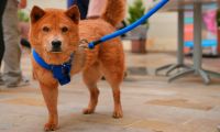 Diez perros y un gato, que fueron rescatados del abandono y maltrato de sus tenedores