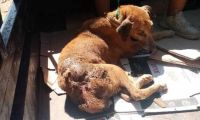 La perrita falleció mientras recibía atención médica veterinaria.