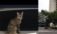 Gatita que habría sido asesinada.